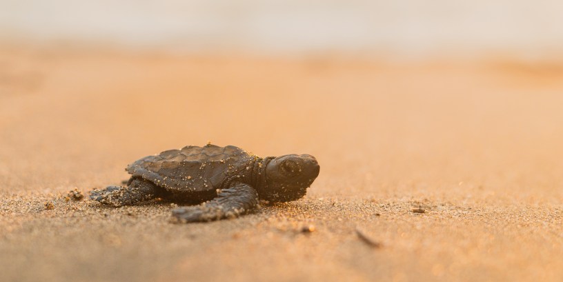 Ayotzinapa, la tortuga camina y apunta al Estado